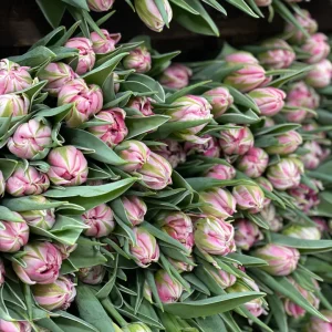 Mother's Day Tulips - Pre-Order